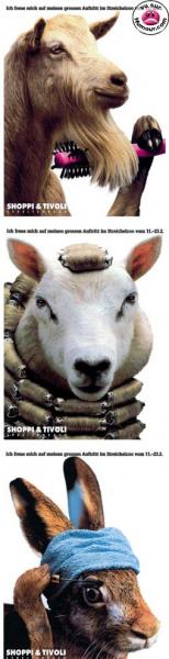 LES ANIMAUX VONT EUX AUSSI CHEZ LE COIFFEUR !!!